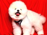 Ayıcık Surat Boo Pomeranian Yavrular