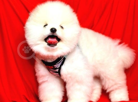 Ayıcık Surat Boo Pomeranian Yavrular görsel