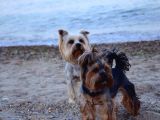 İstanbul Köpek Üreti̇m Çi̇ftli̇ği̇ Orji̇nal Yorkshi̇re Teri̇er Yavrular