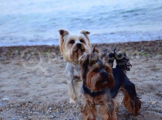 İstanbul Köpek Üreti̇m Çi̇ftli̇ği̇ Orji̇nal Yorkshi̇re Teri̇er Yavrular görsel
