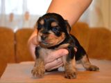 İSTANBUL KÖPEK ÜRETİM ÇİFTLİĞİ ORJİNAL YORKSHİRE TERİER YAVRULAR