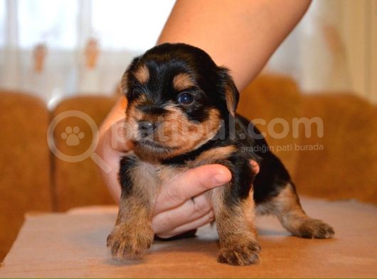 İstanbul Köpek Üreti̇m Çi̇ftli̇ği̇ Orji̇nal Yorkshi̇re Teri̇er Yavrular
