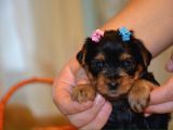 İstanbul Köpek Üreti̇m Çi̇ftli̇ği̇ Orji̇nal Yorkshi̇re Teri̇er Yavrular