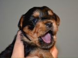 İstanbul Köpek Üreti̇m Çi̇ftli̇ği̇ Orji̇nal Yorkshi̇re Teri̇er Yavrular