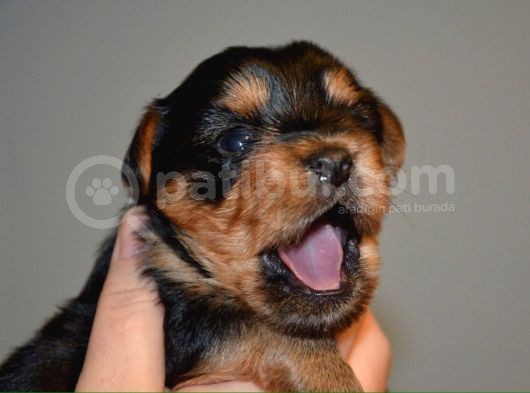 İstanbul Köpek Üreti̇m Çi̇ftli̇ği̇ Orji̇nal Yorkshi̇re Teri̇er Yavrular görsel