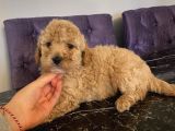 Ev Doğumlu Poodle Bebekler