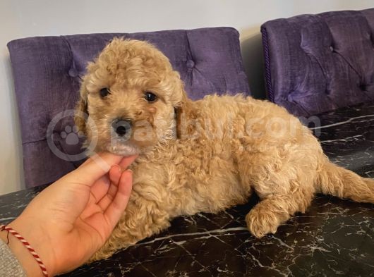 Ev Doğumlu Poodle Bebekler görsel