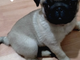 Pug bebeğim ❤️