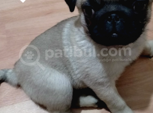 Pug Bebeğim ❤️