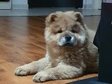 Nadi̇r Bulunan Aslan Rengi̇ Çi̇n Aslani