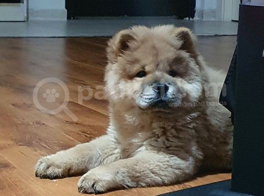 Nadi̇r Bulunan Aslan Rengi̇ Çi̇n Aslani görsel