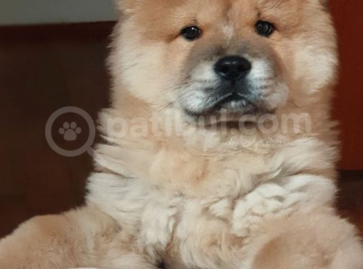 Nadi̇r Bulunan Aslan Rengi̇ Çi̇n Aslani