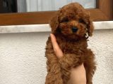 Aşılı Pasaportlu Toypoodle Bebekler