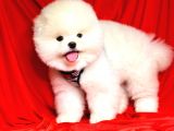 Ayıcık Surat Boo Pomeranian Yavrular