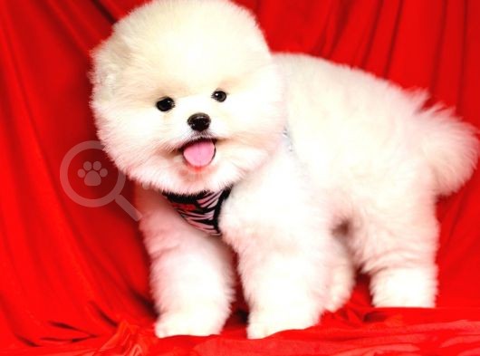 Ayıcık Surat Boo Pomeranian Yavrular görsel