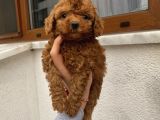 Aşılı Pasaportlu Toypoodle Bebekler