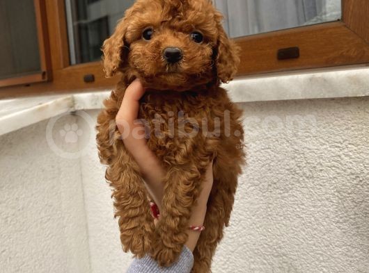 Aşılı Pasaportlu Toypoodle Bebekler görsel