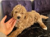 Ev Doğumlu Poodle Bebekler