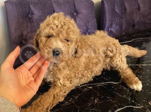 Ev Doğumlu Poodle Bebekler görsel