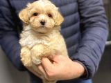 Gerçek Malti̇poo Di̇zayn Irk Bebekler
