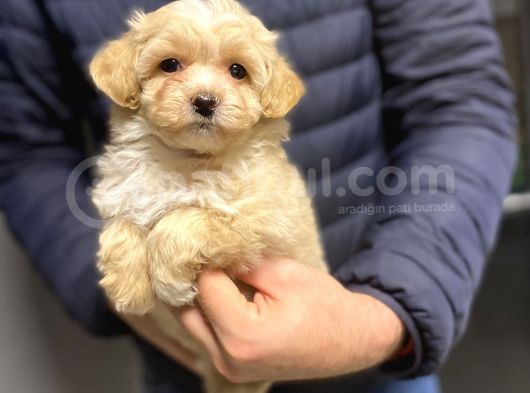 Gerçek Malti̇poo Di̇zayn Irk Bebekler görsel