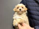 Gerçek Malti̇poo Di̇zayn Irk Bebekler