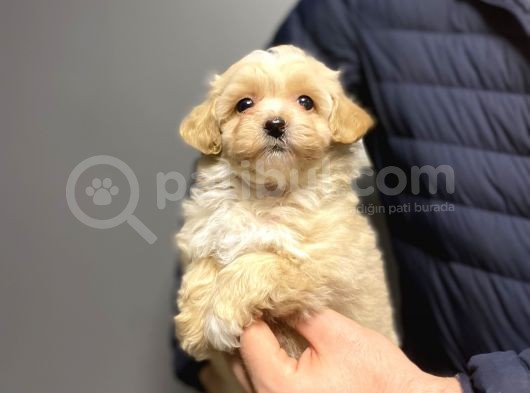 Gerçek Malti̇poo Di̇zayn Irk Bebekler görsel