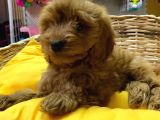 İSTANBUL KÖPEK ÜRETİM ÇİFTLİĞİ COCKAPOO YAVRULAR