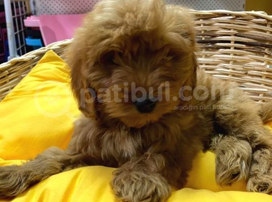 İstanbul Köpek Üreti̇m Çi̇ftli̇ği̇ Cockapoo Yavrular görsel