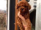 Aşılı Pasaportlu Sağlık Ve Irk Garantili Poodle Bebekler Evden
