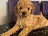 Ev Doğumlu Poodle Bebekler