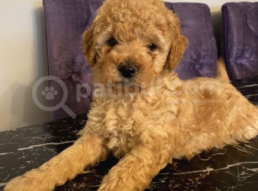 Ev Doğumlu Poodle Bebekler görsel