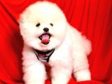 Ayıcık Surat Boo Pomeranian Yavrular