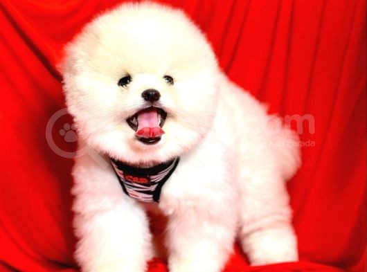 Ayıcık Surat Boo Pomeranian Yavrular görsel
