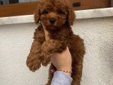 Aşılı Pasaportlu Toypoodle Bebekler