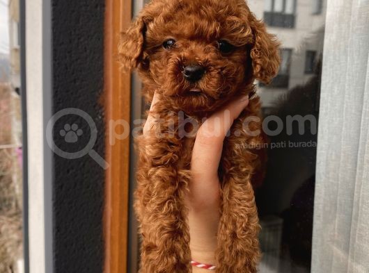 Aşılı Pasaportlu Sağlık Ve Irk Garantili Poodle Bebekler Evden görsel