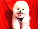 Ayıcık Surat Boo Pomeranian Yavrular