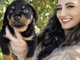 Rottweiler Yavrum ❤️