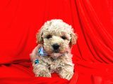 Dizayn Irk Sevimli Maltipoo Yavrular