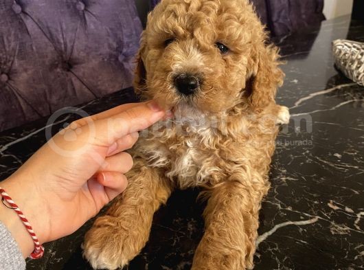 Ev Doğumlu Poodle Bebekler görsel