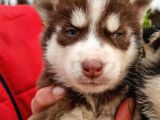Kızıl husky’m ❤️ ( kahverengi Sibirya kurdu )