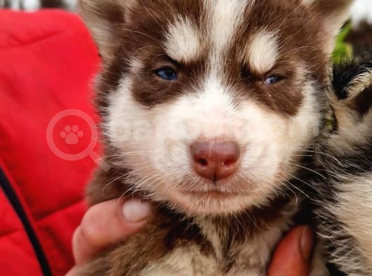 Kızıl Husky’m ❤️ ( Kahverengi Sibirya Kurdu )
