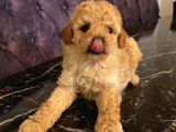 Çocuklarınıza En İyi Arkadaş Poodle Bebekler
