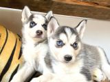 ÖZGÜR YAKIŞIKLI VE KARİZMATİK HUSKY siyah beyaz sibirya kurdu