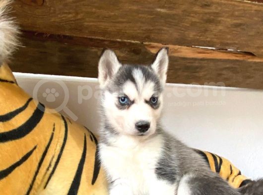 Özgür Yakişikli Ve Kari̇zmati̇k Husky Siyah Beyaz Sibirya Kurdu görsel