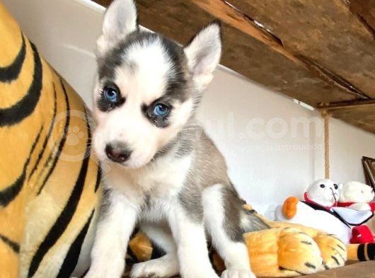 Özgür Yakişikli Ve Kari̇zmati̇k Husky Siyah Beyaz Sibirya Kurdu görsel