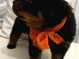 Saf kan Rottweiler bebekler