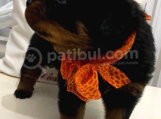 Saf Kan Rottweiler Bebekler