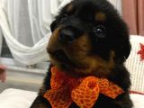 Saf Kan Rottweiler Bebekler