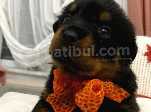 Saf Kan Rottweiler Bebekler görsel